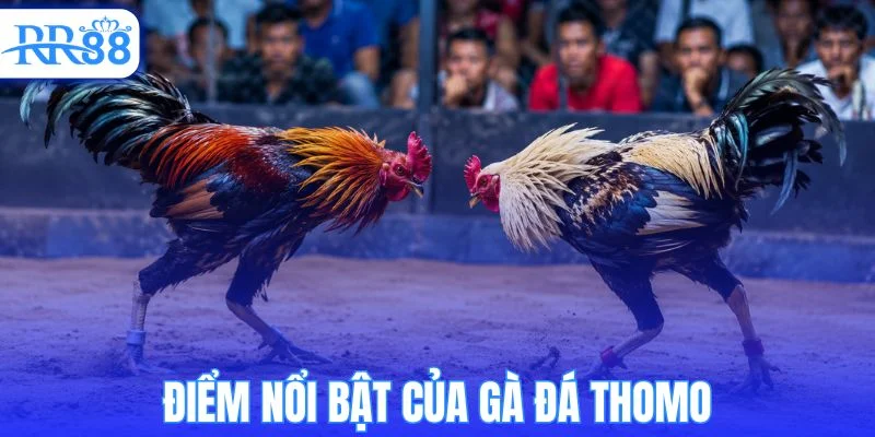 Đặc điểm riêng biệt của dòng gà đá thomo 
