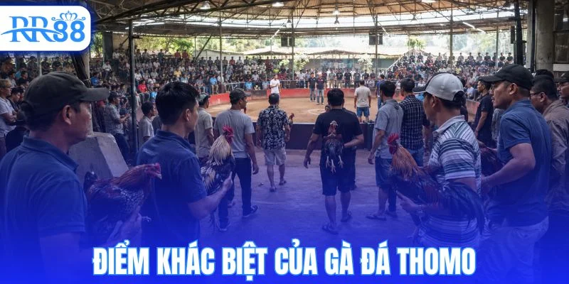 So sánh ưu điểm của gà đá thomo với các dòng gà khác 