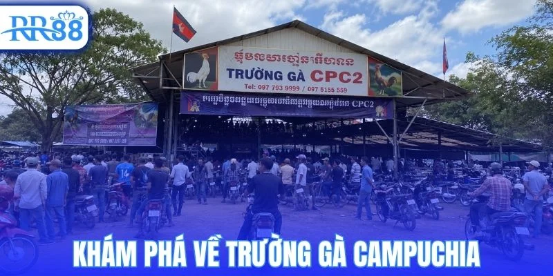 Tìm hiểu tổng quan về trường gà Campuchia hiện nay 