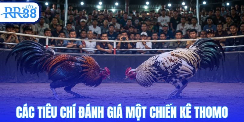 Yếu tố quyết định chất lượng của một chiến kê thomo 